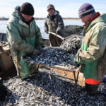 Росрыболовство сочло незаконными массовые отказы рыбакам в вылове корюшки