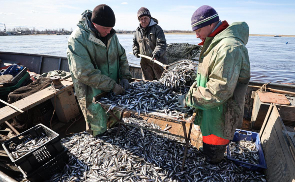 
                    Росрыболовство сочло незаконными массовые отказы рыбакам в вылове корюшки

                