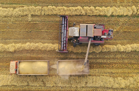 В России может значительно подорожать пшеница