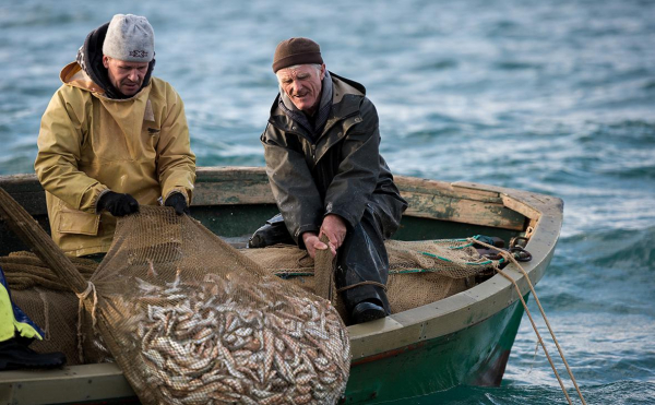 
                    Рыбопромышленники сообщили о восстановлении промысла в Черном море

                