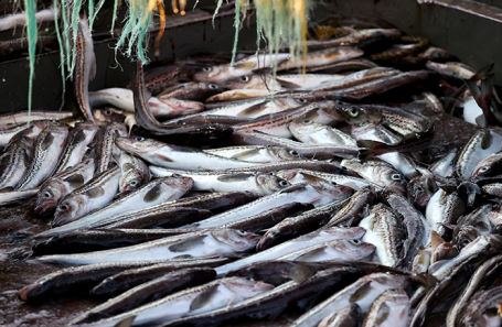 Экспортные цены на треску за месяц выросли на 24%, а на минтай &mdash; на 14%