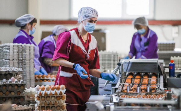 
                    Росптицесоюз пожаловался на снижение закупочных цен на яйца

                