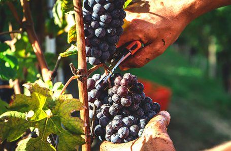 Против тарифов США выступили французские виноделы и Tesla