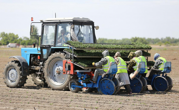 
                    Астраханские власти заявили об угрозе для урожая из-за квот на мигрантов
                