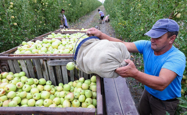 
                    Структура Сбербанка перестала быть совладельцем яблоневых садов в Крыму
                