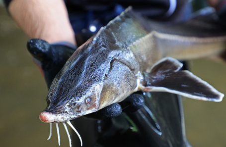 Росрыболовство предложило продлить запрет на вылов осетров в Каспийском море