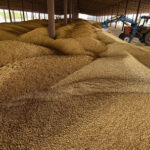 Закупочные цены на российское зерно продолжают падать