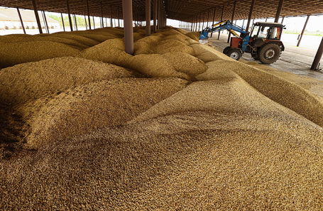 Закупочные цены на российское зерно продолжают падать
