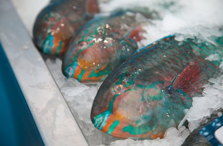 РИА Новости: Россия в апреле нарастила импорт рыбы из Турции