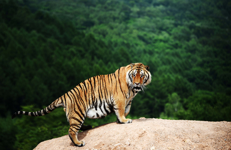 Россия решила проблему вымирания амурских тигров