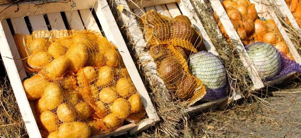 В России овощи дешевеют рекордными темпами: что будет осенью