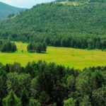 Рослесхоз подал в суд на агроструктуру «Русала» из-за земли в Хакасии