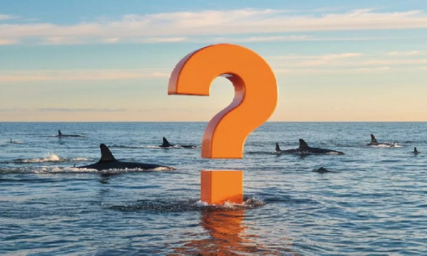 Массовая блокировка затронула Binance Alpha: более 600 аккаунтов были удалены в рамках борьбы с автоматизацией